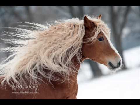 Außergewöhnliche Haflinger Hengste - Fotografien von Bettina Niedermayr