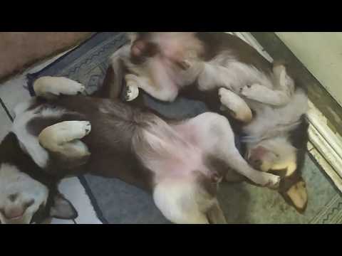 Возле подъезда дерево с чудом.