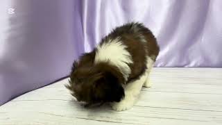 シーズーの動画01