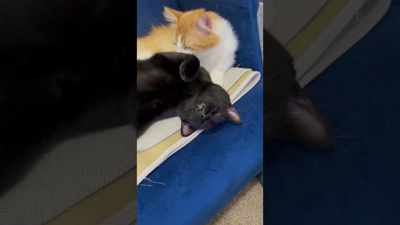 Enlarge Greg & Benson- BFF's, a ADOPTABLE mixed breed in Arlington, VA video 6/6