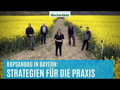 Raps: Probleme und Strategien im Anbau | RAPOOL