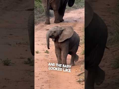 This baby elephant was teasing humans ❤️