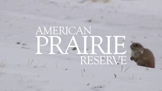 Prairie Dog Restoration