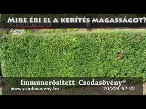 Csodasövény® GYIK- 109 : Mikor éri el a kerítés magasságot?