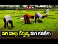 వరి నాట్లు వేస్తున్న మగ కూలీలు Special Story On 