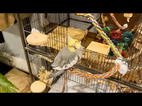 Tour of the Royal Palace 🏰 