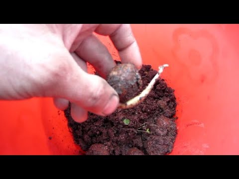 Как вырастить грецкий орех своими руками.Как прорастает грецкий орех.Как высаживать  орех в грунт.