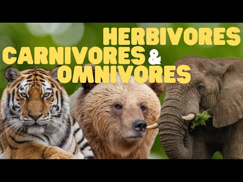 Herbivores, Carnivores, and Omnivores for Kids | Learn which animals eat plants, meat, or both