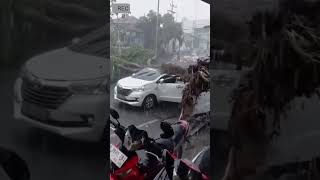 Download lagu 2 mobil tertimpa pohon tumbang di sidoarjo #Sidoarjo #Laka #jatim mp3