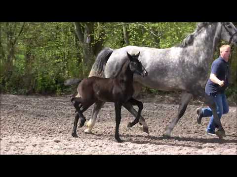 *2018 Hengstfohlen von Hickstead White - Coupie