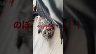 もなかとの日々 #猫動画 #かわいい猫 #ミヌエット #子猫 #猫のいる暮らし