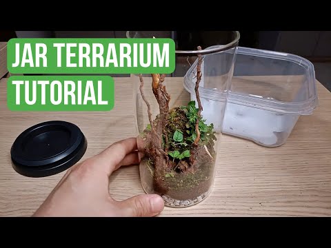 Come Fare un Terrario in Barattolo