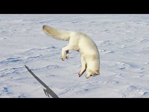 Exploring the Mysterious Life of Arctic Foxes - The Silent Heroes of the Arctic