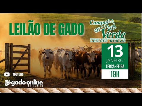 🌟LEILÃO DE GADO CAMPO VERDE LEILÕES -  IGARATINGA/MG🎥