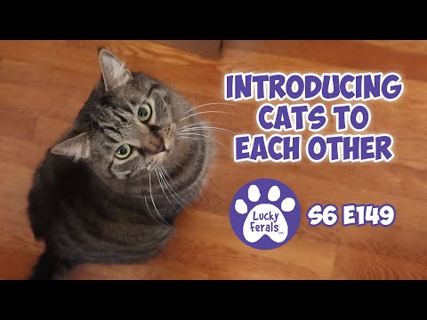 Introducing Cats To Each Other, Papa Boo  S6 E149  Rescued Cats, Bonded Cats, Training Cats