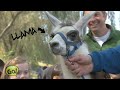 Wild Kratts Promo 2010 HD
