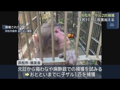 YouTube Video これまでに１１人がけが　野生のサル2匹を捕獲　かみつきザルの親子か？　浜松市
