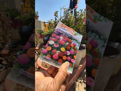 zinnia  flowers  seeds  ko kayse lagaye?#youtubeshorts #plants #zinnia