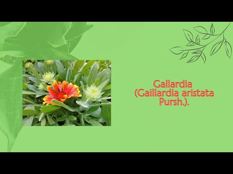 , title : '🍀 Gallardia (Gaillardia aristata Pursh.). 🍀'