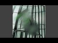 Green Canary