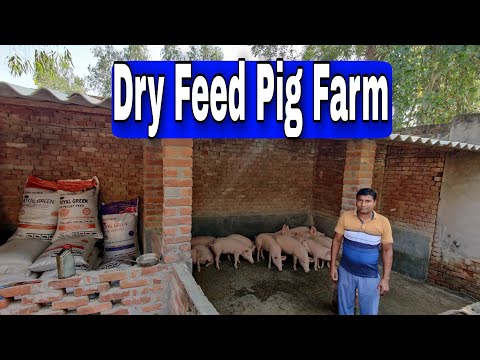 , title : 'Good Maintained Dry Feed Pig Farm | Vikas Live Stock'