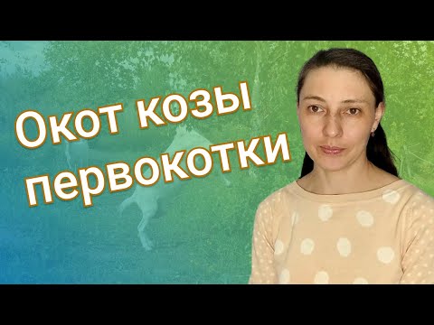 Окот козы первокотки. Особенности