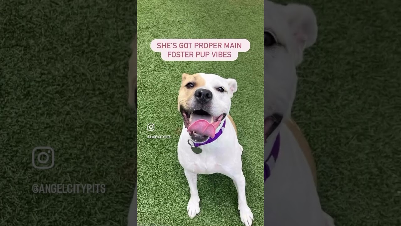 Enlarge Solange, a Adoptable Pit Bull Terrier in Los Angeles, CA video 6/6
