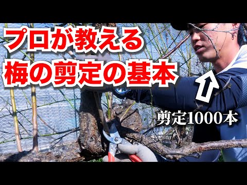 梅・梅の木 植物