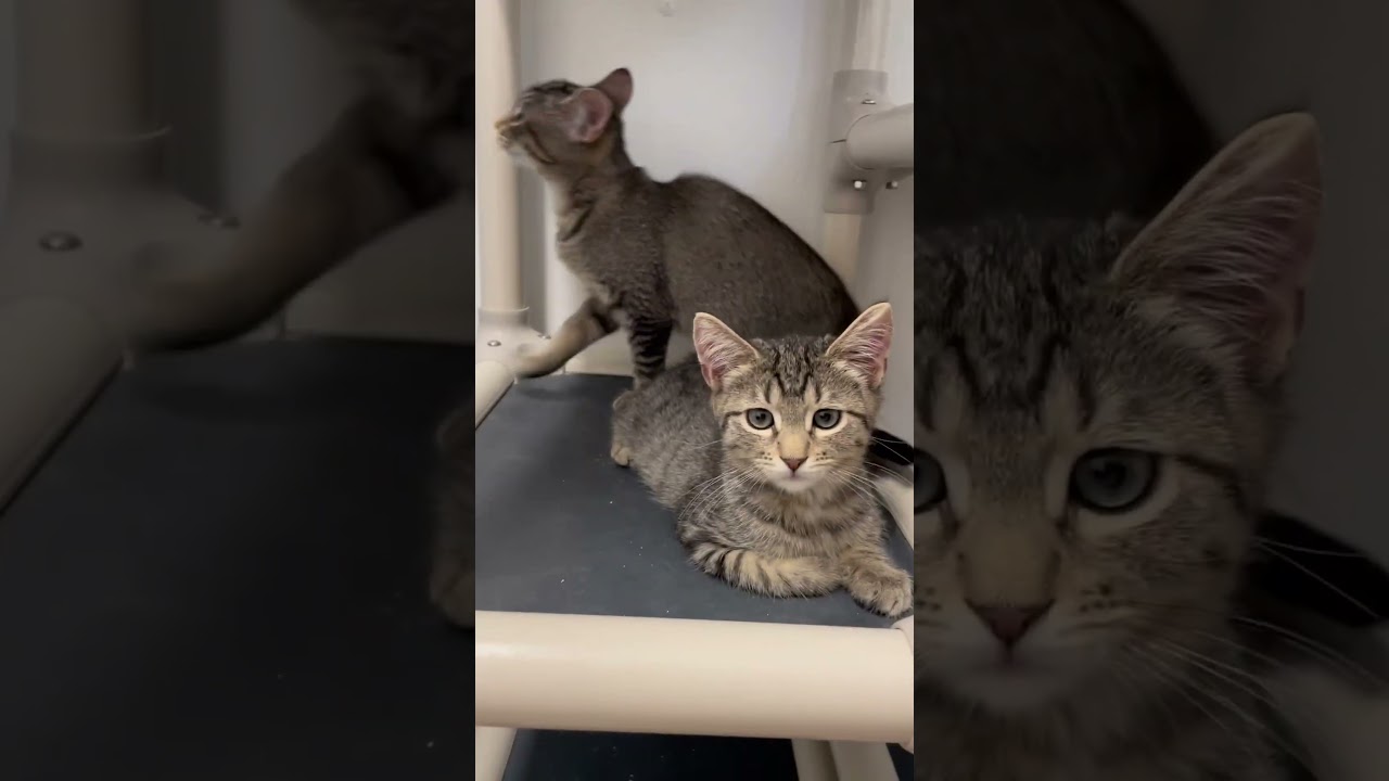 Enlarge Beth, a Adoptable Domestic Short Hair in St. Helena, CA video 5/5