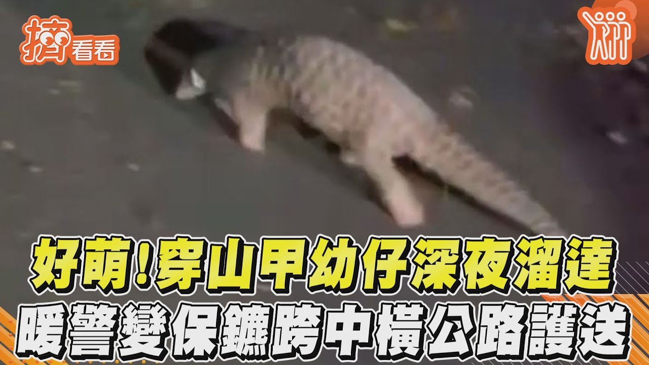 影音/好萌!穿山甲幼仔深夜溜達 暖警變保鑣跨中橫公路護送