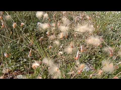 Yellow Mountain Avens in seed along Blakiston Creek trail