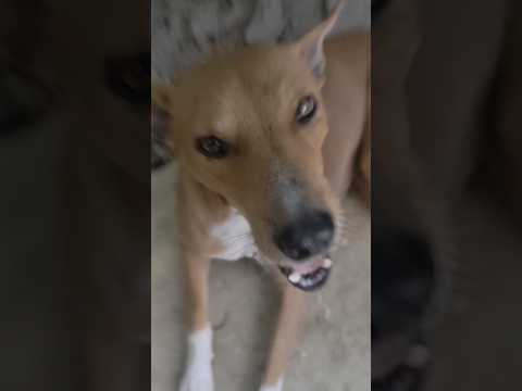 Dog Dancing 😀😀 #shorts