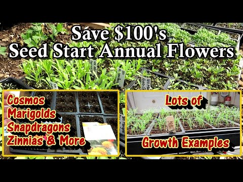 How to Seed Start Annual Flowers & Save $100's: Marigolds, Cosmos, Zinnias, Snapdragons, & More!