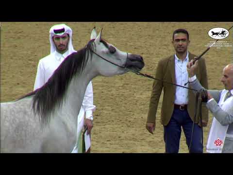 N 62 HAWA AL RAYYAN   Qatar Peninsula Horse Show for Individual Owners 2022   Fillies 2 Years Old Cl