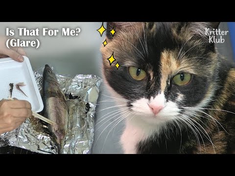Took Care Of A Pregnant Cat But Her Ultrasound Results Are Shocking | Kritter Klub
