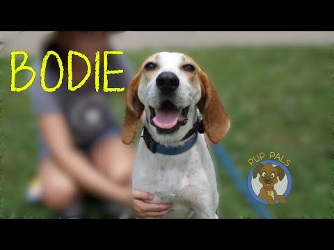 Bodhi, an adopted English Coonhound Mix in Cincinnati, OH_image-1