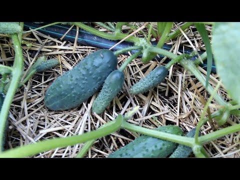 Огурцы до самых морозов в открытом грунте без теплиц!