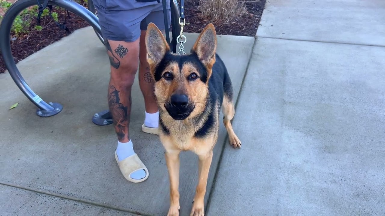 Meet Jon Palacio - Lost Boys K9 Academy