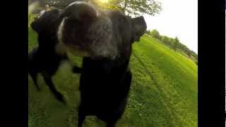 preview picture of video 'Nemo Goes GoPro (Dogs Enjoying Back Yard Fun)'