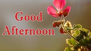 Good afternoon status and wishes !! Good afternoon whatsapp status video !! Good evening love video