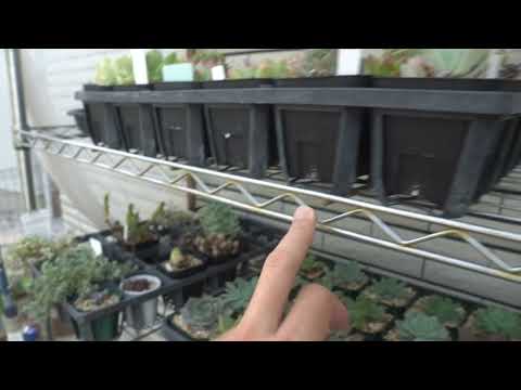 マーシュアイリス、アヤメ