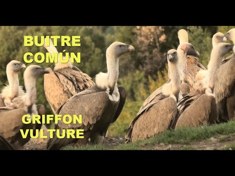 BUITRE COMÚN | GRIFFON VULTURE | Gyps fulvus ela