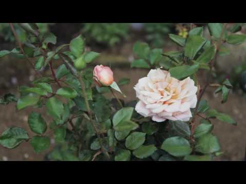 SOLD - 30A Buckley Road, Epsom - Stanley Armon and Barbara Armon