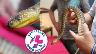 SNAKE WITH A RESPIRATORY INFECTION!
