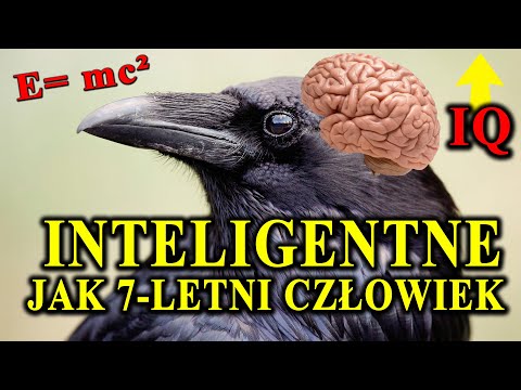 The Infernal Intelligence of Crows - Why Are These Birds So Smart?