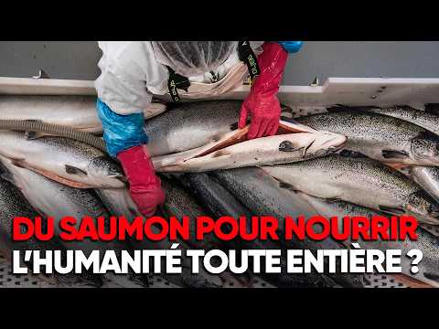 ENQUÊTE : Le saumon est-il l’avenir de l'alimentation mondiale ? - Documentaire Complet - MDW