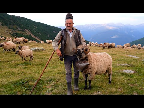 Coborâtul oilor din munții Retezat cu VASILICĂ POPA, MARINEL CIOBĂNAȘU' și ILIE - Ep.1
