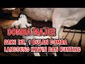 AWAS CIRI DOMBA MAJER DAN CARA MENGATASINYA
