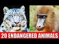 ENDANGERED ANIMALS Learn Animal Species In Danger Of Extinction