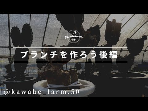 サボテンの繁殖: これが仕組みです トピックス